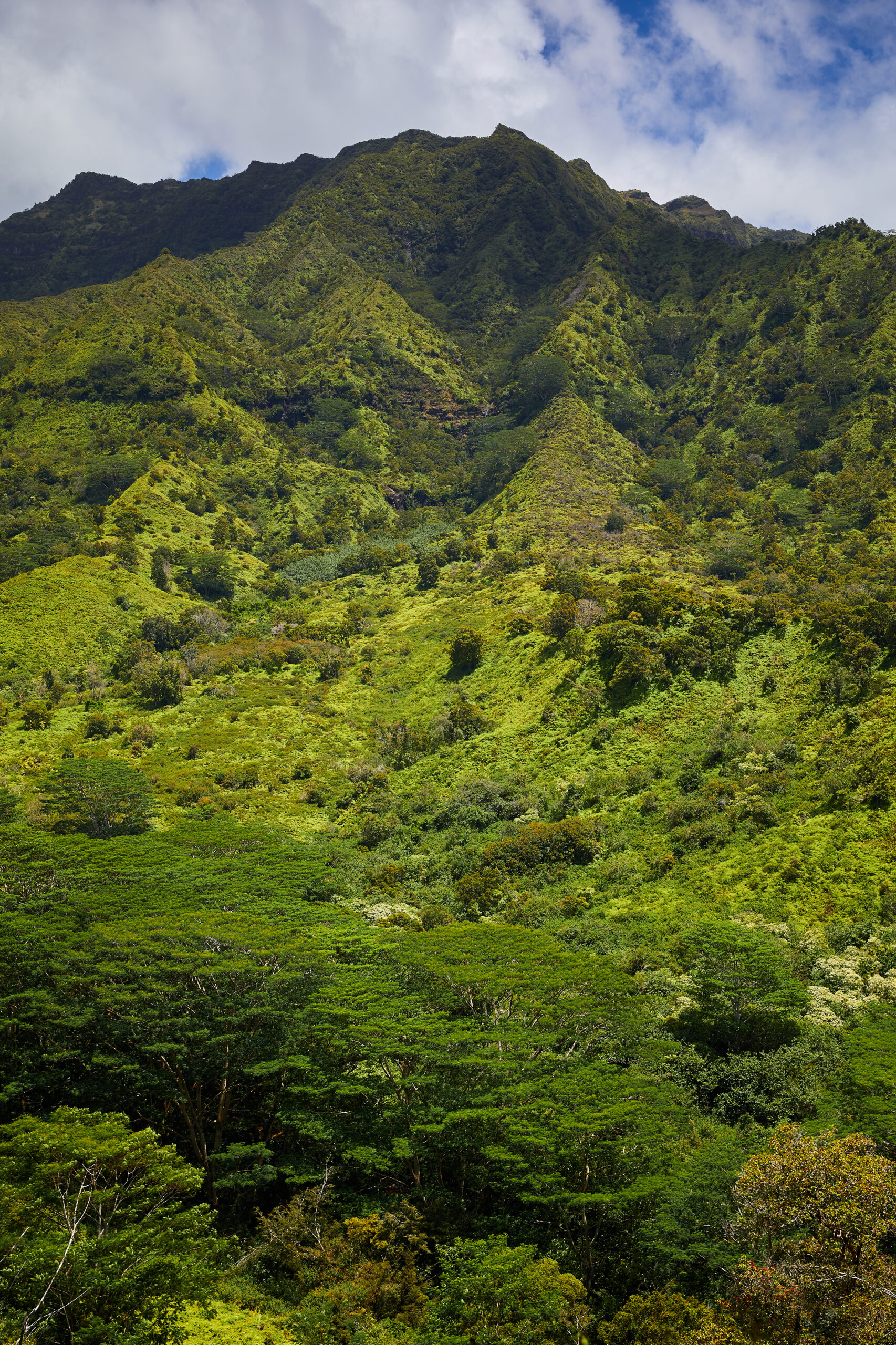 Moalepe Trail - Makaleha Mountains - Kauai