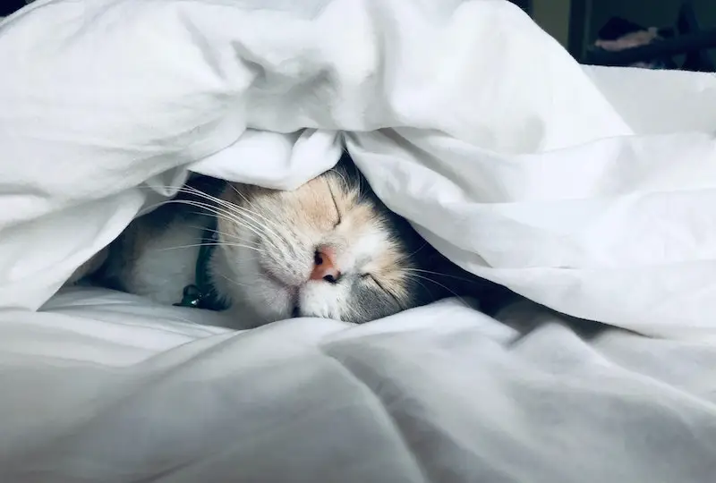 A calico cat peacefully sleeps under a thick white blanket, with only its face visible. Its eyes are closed and it appears cozy and content. The soft folds of the blanket, one of the ultimate sleep essentials for travel, create a snug and comfortable atmosphere.
