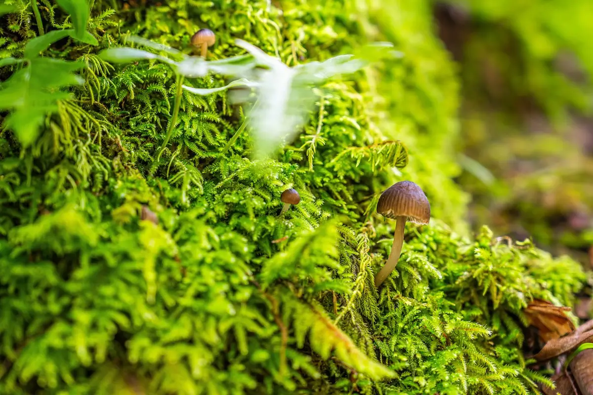 Small mushrooms growing among lush green moss on the forest floor, with blurred foliage in the background—one of the best things to do in South Bay in May for nature enthusiasts.