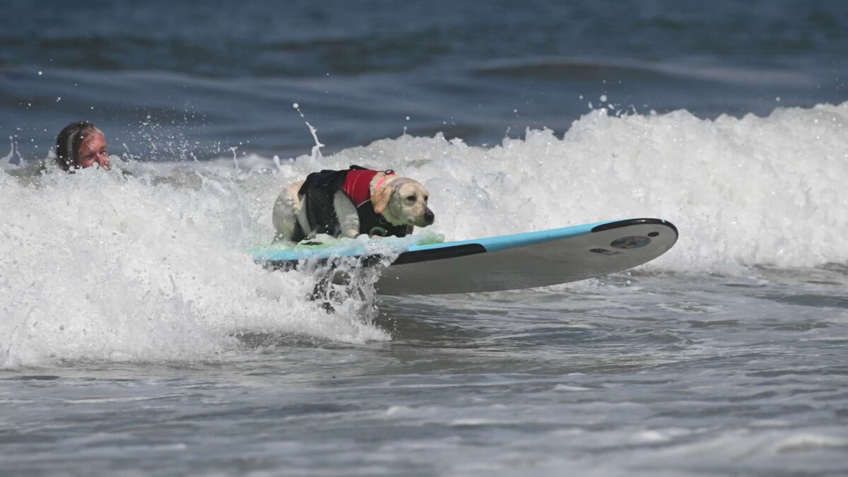 A dog wearing a red life jacket surfs on a blue and white surfboard, riding a wave in the ocean. A person can be seen in the background, partially submerged in the water. Both appear to be enjoying the activity on a sunny day—one of the best things to do in the South Bay this August.
