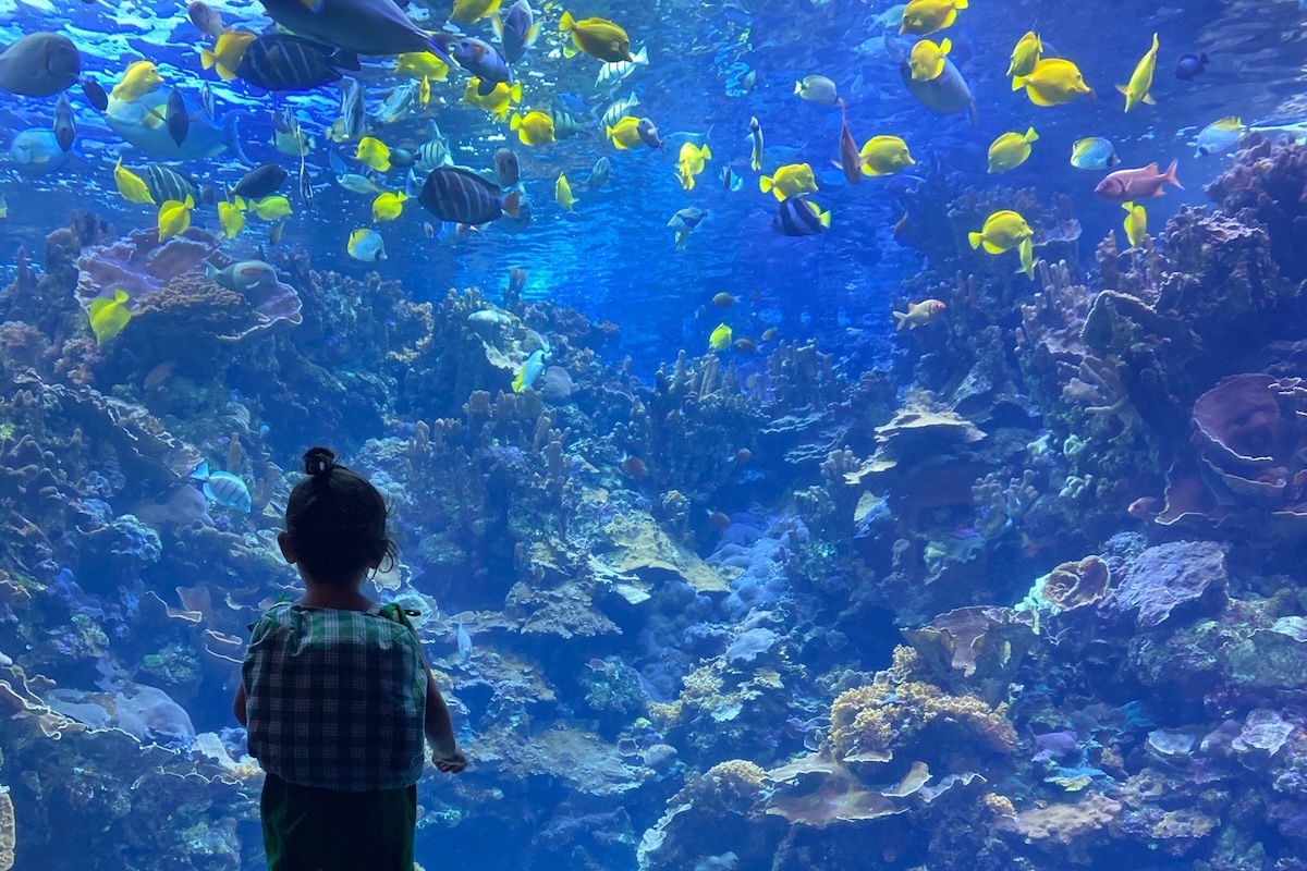 A kid stands in front of a fish tank with very blue water.