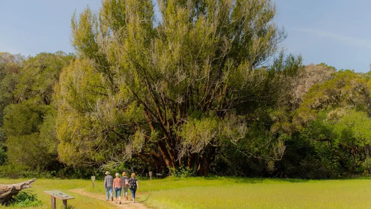 Four people are walking on a dirt path through a grassy field with a large tree and dense greenery in the background. The sky is clear and blue. A wooden sign and a log are visible near the path, capturing some of the best things you can experience in South Bay this January.