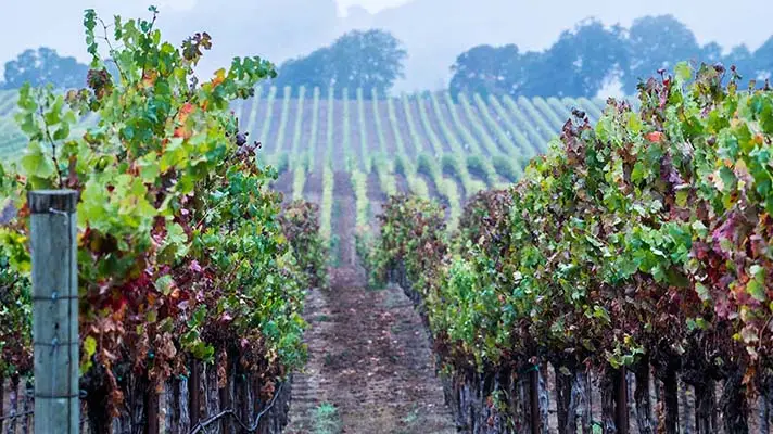 California-roadtrip-Anderson-Valley-vines-fog.jpg