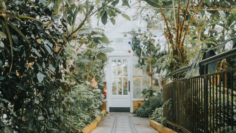 A bright greenhouse filled with lush, green plants reminiscent of California’s Botanical Gardens in Full Bloom. A pathway leads to a white door with glass panels at the end. On either side, various tropical plants and trees grow densely, creating a vibrant and natural atmosphere.