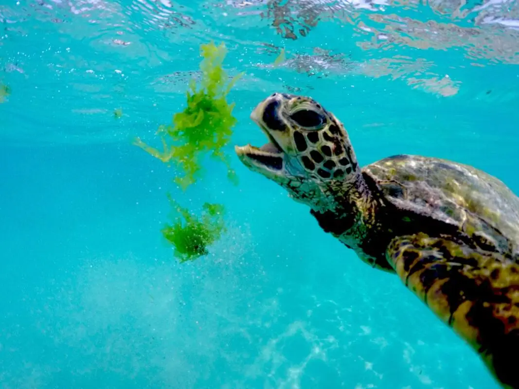 A sea turtle in Maui swims underwater towards floating green seaweed with its mouth open, surrounded by clear blue water. The scene captures the vibrant and serene underwater world, making it a perfect illustration of how to find Maui Sea Turtles in their natural habitat.