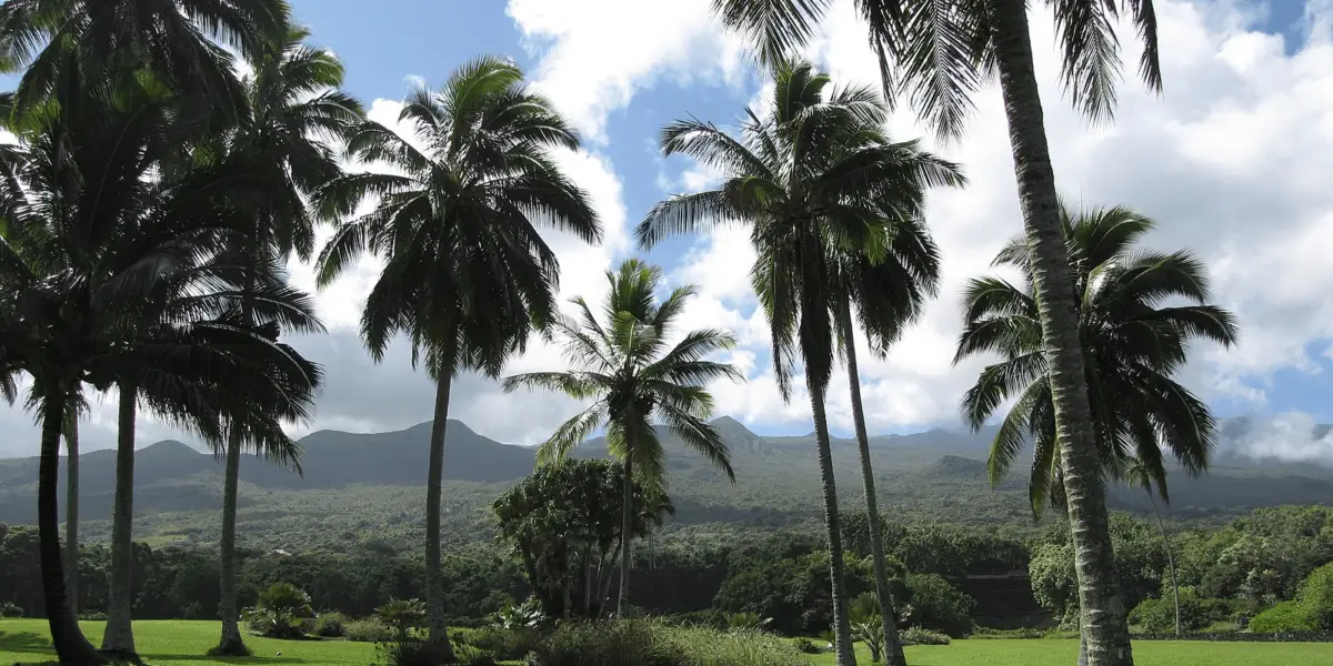 A scenic view of tall palm trees set against a backdrop of lush green hills and a cloudy blue sky, reminiscent of Kahanu Garden in Hana. The landscape is vibrant and serene, with dense vegetation stretching across the hills in the distance.