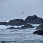 A rocky coastline with several large rocks protruding from the water at Half Moon Bay. Waves crash against the rocks, creating white foam. Birds are perched on the rocks, and a few are flying in the cloudy sky above. The misty atmosphere adds a tranquil, moody touch to this perfect coastal getaway.