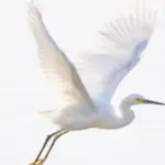A snowy egret with bright white plumage is captured mid-flight against a pale sky. Its long wings are spread wide, showcasing delicate feathers, and its legs dangle below. The bird's beak is pointed and dark, contrasting with its light body—a perfect sight for Northern California getaways.
