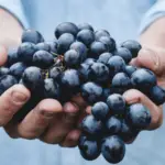 A person in a light blue shirt holds large clusters of dark purple grapes in both hands, embodying the charm of small-town getaways in Northern California. The background is blurred, suggesting an outdoor setting. The grapes appear fresh and plump.