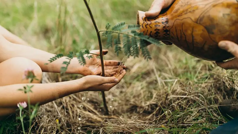 Sapling-@HTA-Heather Goodman-800