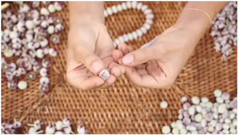 Close-up of two hands peeling a small garlic bulb over a woven surface, reminiscent of the delicate craft to make a lei. Surrounding the hands are several other peeled and unpeeled garlic bulbs scattered on the mat.