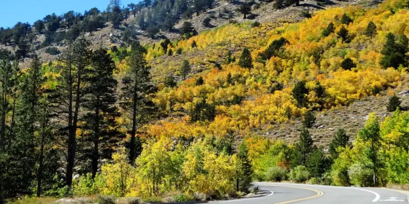 A winding road curves through a mountainous landscape adorned with dense autumn foliage. Pine trees stand tall among vibrant hues of yellow, orange, and green. Road tripping through California’s fall foliage is a visual feast, with the clear sky highlighting the vivid colors of the trees on the hillside.