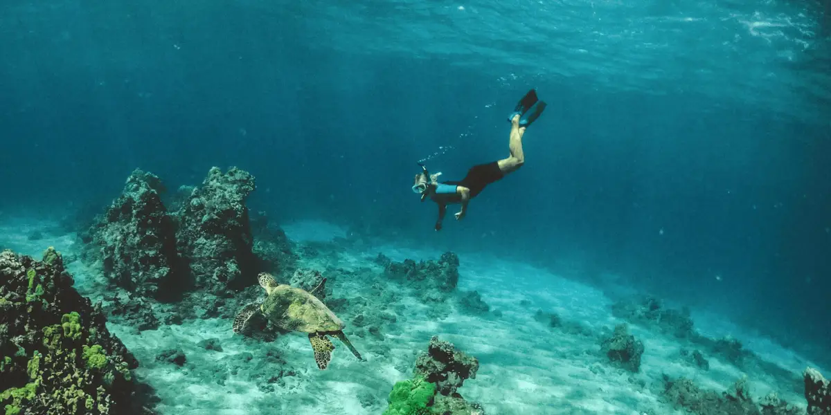 A snorkeler in a wetsuit swims underwater, surrounded by the clear blue waters and coral formations of Maui. A sea turtle glides nearby. The seabed is visible below, with patches of sand and rocks. Sunlight filters through the water, creating a serene snorkeling scene on Maui.