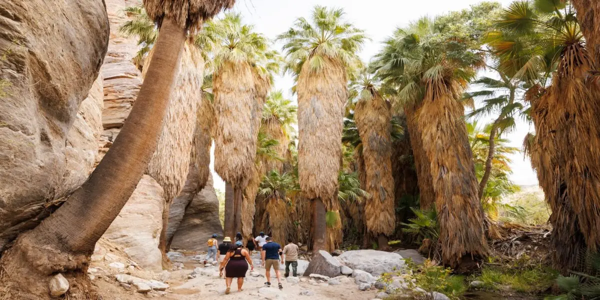 A group of people walk along a trail surrounded by tall palm trees in a rocky canyon, reminiscent of Native California landscapes. The trees have thick trunks and fanned leaves, creating a lush canopy. The rocky ground and towering canyon walls add to the natural, rugged scenery.