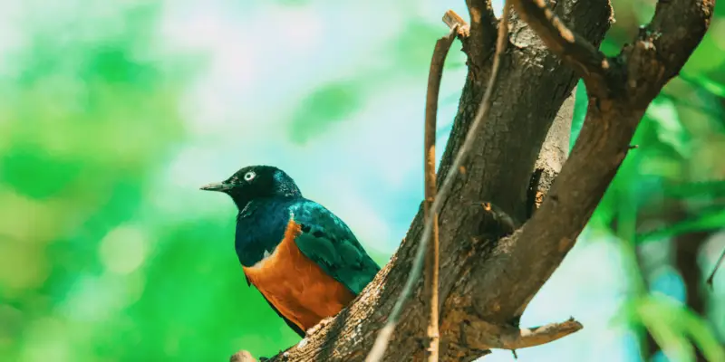 A brightly colored bird with a vivid blue and orange plumage perches on a tree branch. The background is a blurred mix of green hues, suggesting a lush, natural environment. This striking bird could easily be among the eight birds introduced to Hawaii that everyone should know.