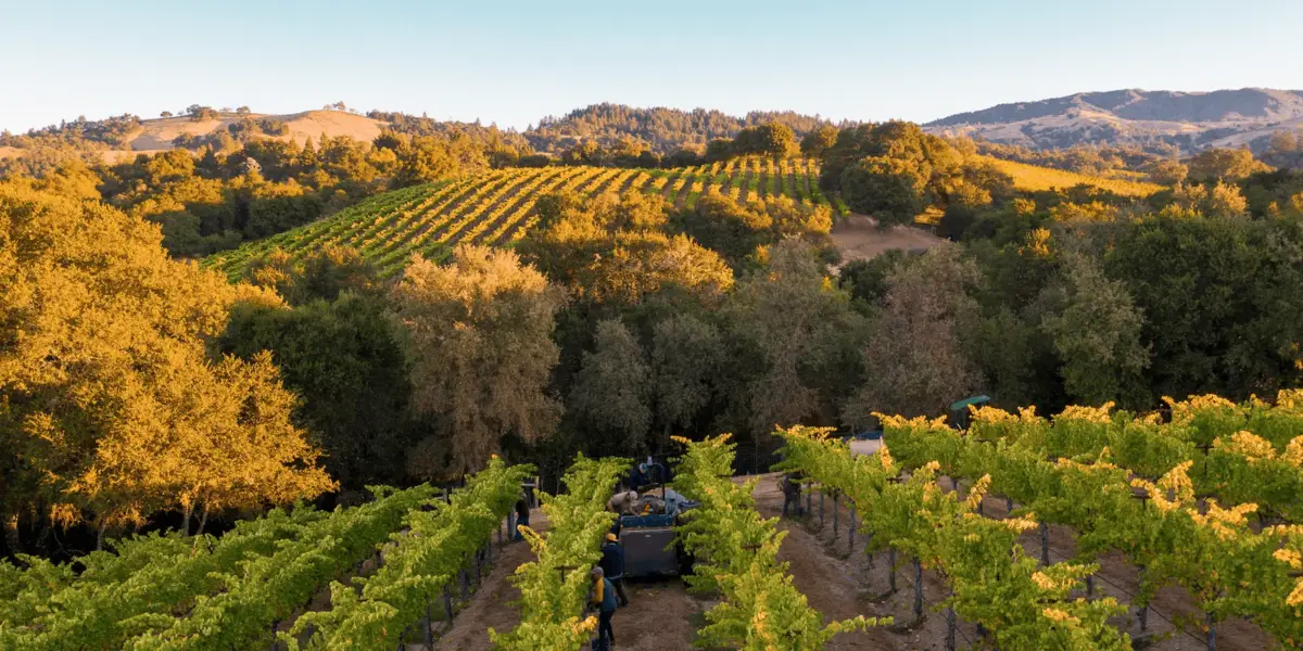A picturesque vineyard landscape during golden hour, with rows of grapevines stretching across rolling hills in the heart of Wine Country. The sun casts a warm light on the scene, highlighting the lush greenery of the vines and surrounding trees, with mountains in the background.
