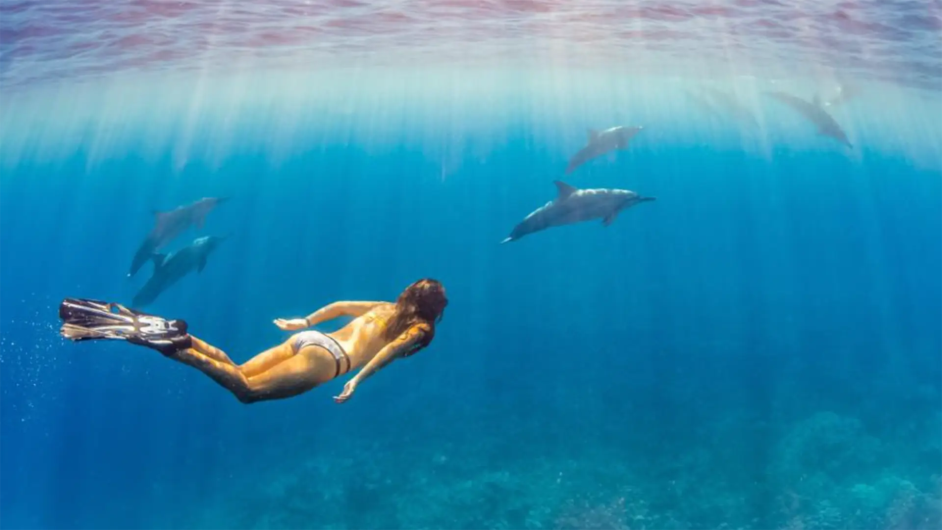 A person swimming underwater with three dolphins nearby in the open ocean. Sunlight from the surface casts rays through the clear blue water, illuminating the scene. The swimmer, wearing a swimsuit and fins, appears to be enjoying the best snorkeling Big Island Hawaii has to offer with the marine animals.