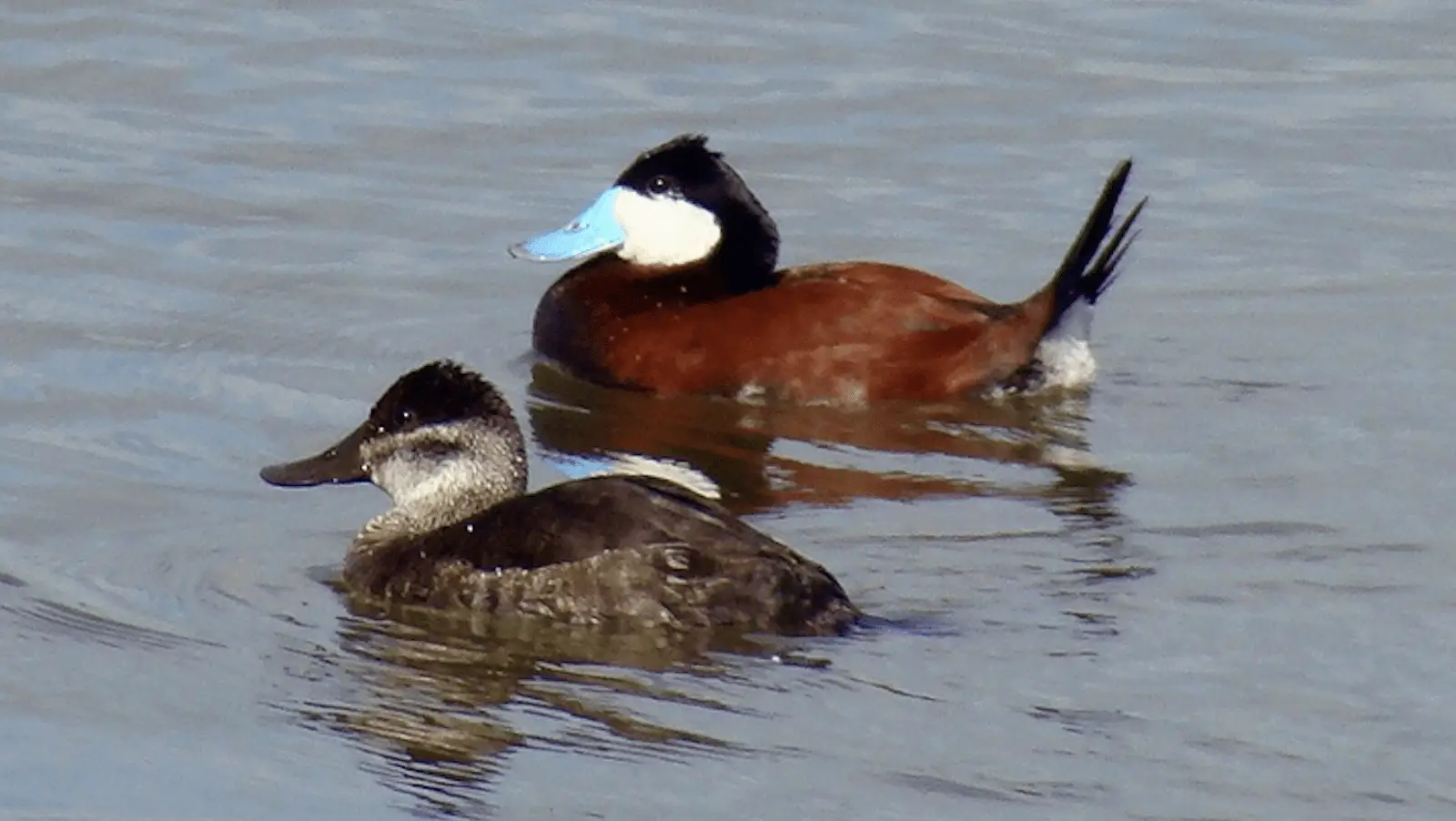 Two ducks swimming on a calm body of water. The back duck has a bright blue bill, dark head, and reddish-brown body, while the front duck is smaller with a muted brown and mottled feather pattern. Both ducks have their bills pointed in the same direction, reminiscent of exploring the best things to do in Sonoma come January.
