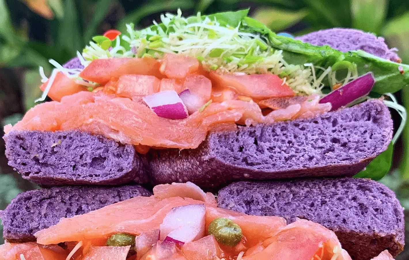 Close-up of a stacked sandwich featuring a purple bagel filled with smoked salmon, diced red onions, tomatoes, capers, and sprouts. Enjoy the best breakfast Waikiki has to offer with this vibrant creation set against a green, blurred background.