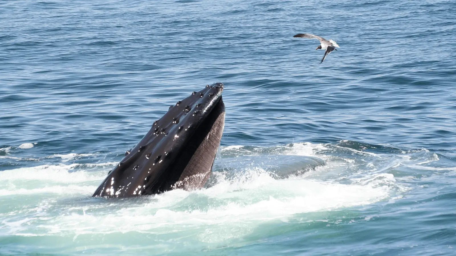 A humpback whale breaches the ocean surface with its mouth open, revealing its baleen plates. A seagull flies close by, just above the splashing water, under a clear sky—an unforgettable scene like snorkeling on Maui.