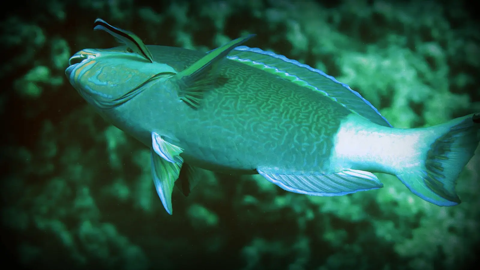 While snorkeling on Maui, you might encounter a greenish-blue fish with intricate patterns swimming through the underwater environment. This fish, with its distinctive elongated body, prominent fins, and somewhat pointed snout, moves gracefully against a blurred aquatic backdrop.
