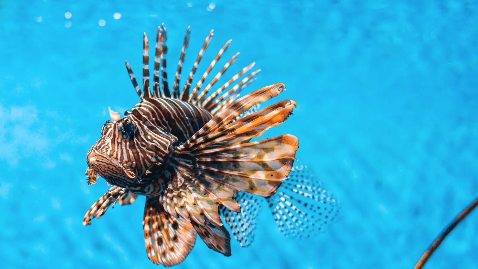 A close-up image of a lionfish swimming in blue water. The fish has distinctive zebra-like stripes of brown and white and long, venomous fin spines that fan out around its body like a mane. The clear water, reminiscent of the best places to scuba dive in Maui, highlights the lionfish's colors and patterns.