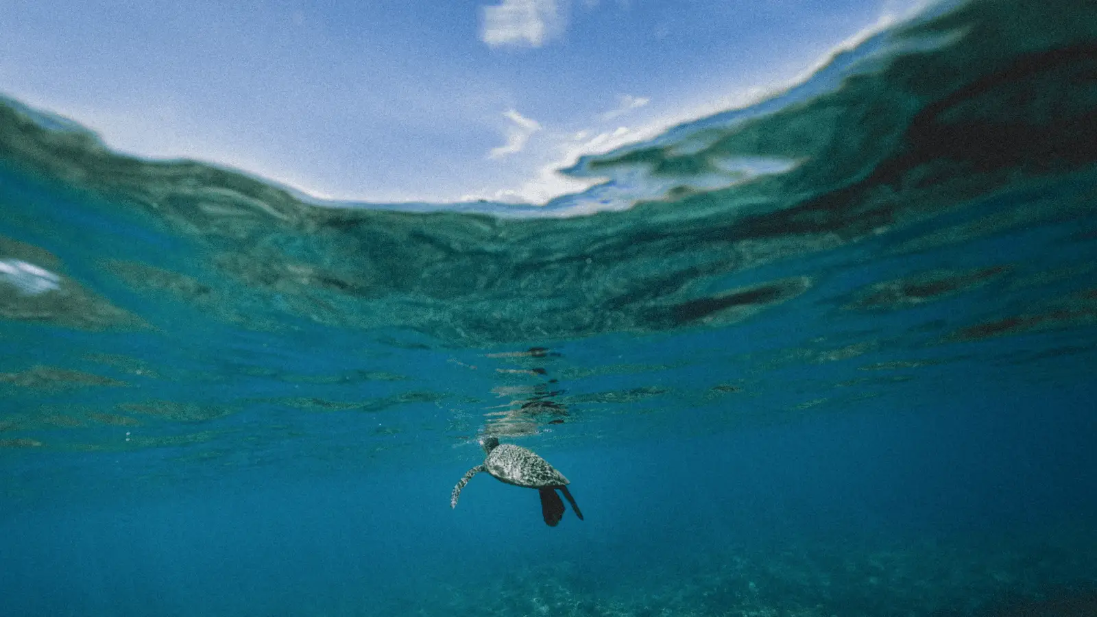 Underwater shot of a sea turtle swimming near the ocean surface in one of the best places to scuba dive, Maui. The water appears clear with shades of blue and green, and some sunlight filters through, creating a tranquil scene. Sky and clouds are visible above the waterline.