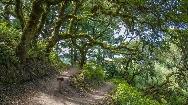 A fork in a forest trail with dense green foliage and moss-covered trees lining both paths. Sunlight filters through the branches, creating a dappled effect on the dirt trail. A small, brown sign is posted at the fork, indicating trail directions for local getaways.