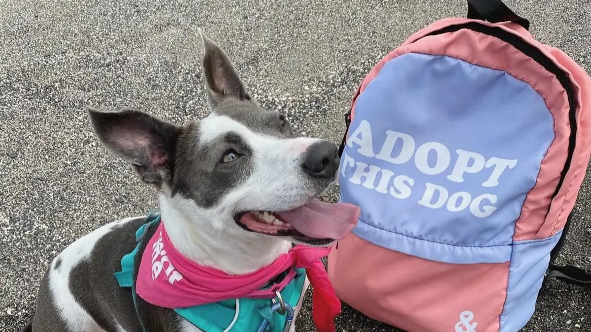 A dog with a grey and white coat and a pink bandana sits next to a pastel-colored backpack that says "ADOPT THIS DOG" on it. The dog is looking up with its tongue out, appearing happy. Seeing this scene might inspire you to learn about the 5 Ways to Volunteer on the Big Island. The background is a gravelly surface.