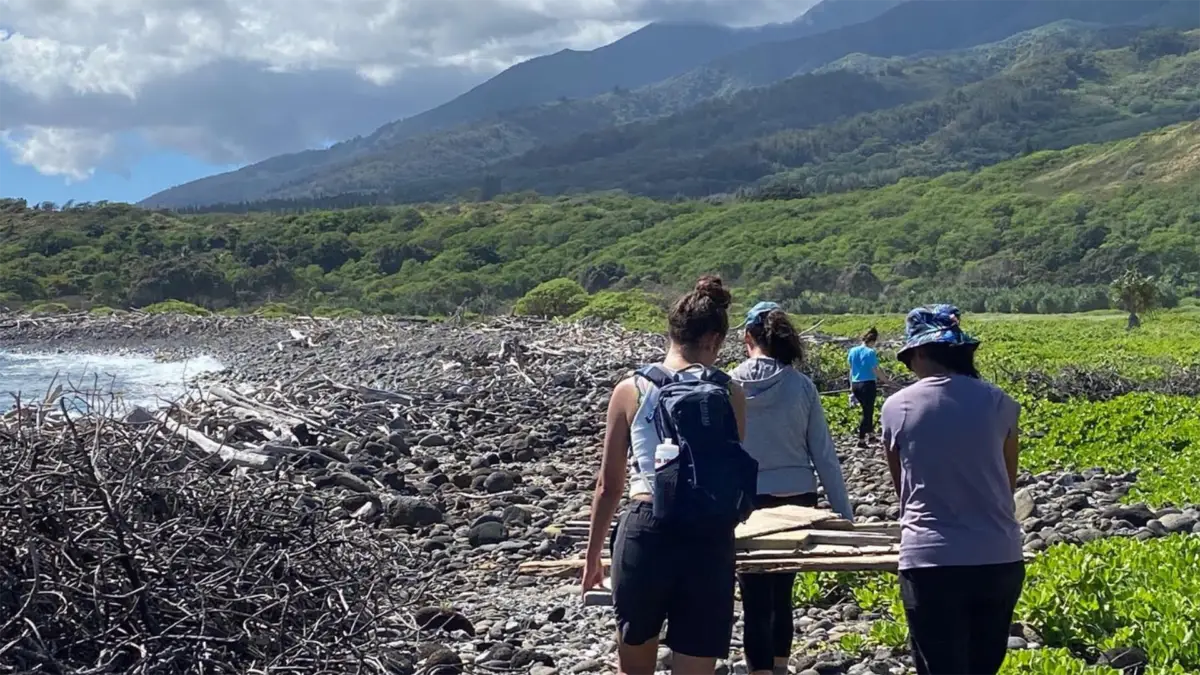 A group of people walking along a rocky shoreline with green vegetation on one side and driftwood on the other. They are carrying pieces of wood and wearing casual outdoor clothing, perhaps having learned about this spot from a "Where to Volunteer on Maui" guide. Behind them are lush, green hills and a mountain range under a cloudy sky.