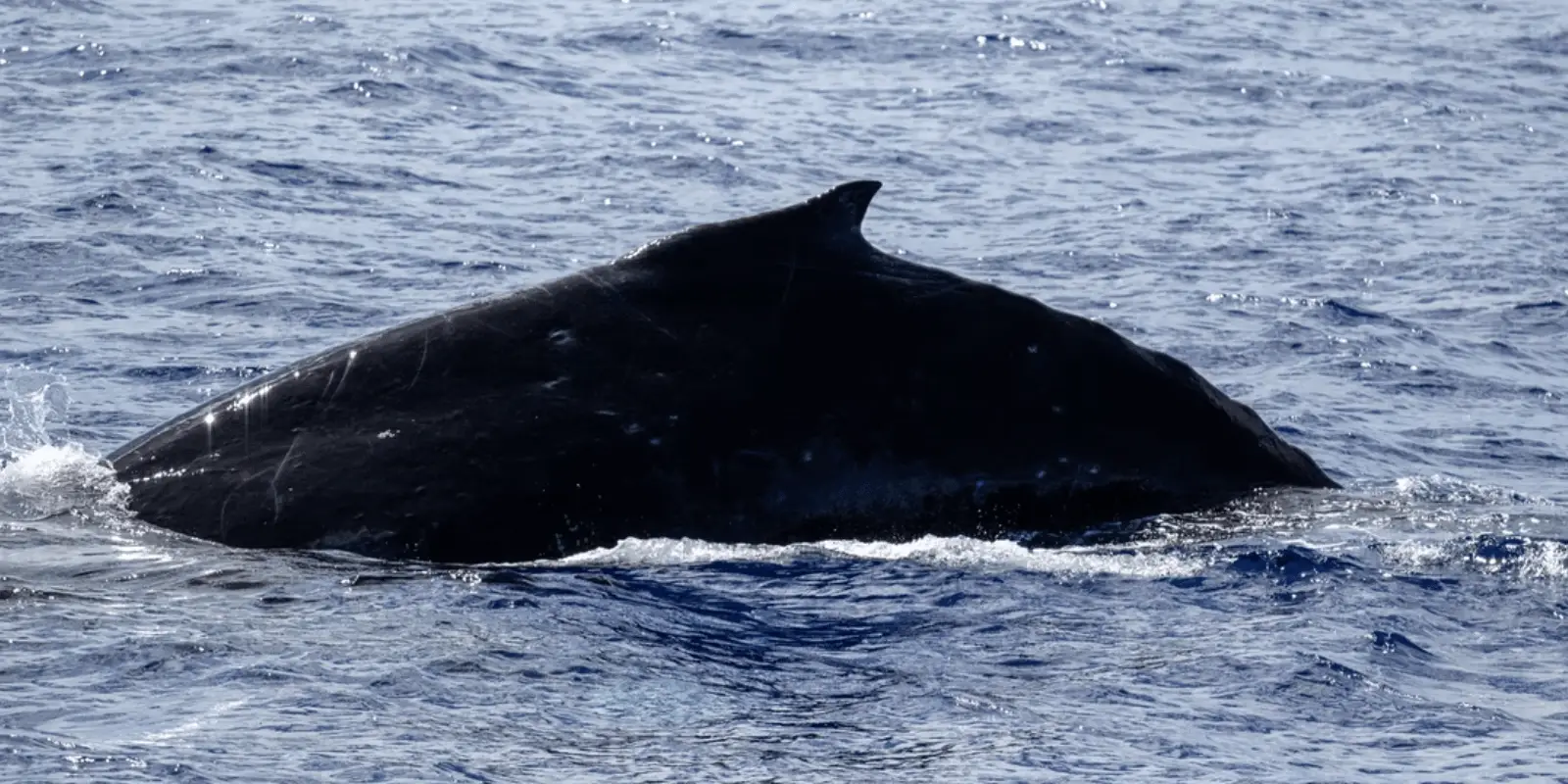 A large, dark-colored humpback whale surfaces in the ocean, showing its back and dorsal fin. The surrounding water is deep blue with ripples and small waves, indicating a calm sea. The whale's back glistens in the sunlight—an inspiring sight for those wondering where to volunteer on Maui to help marine life.