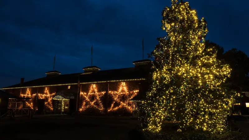 A large Christmas tree adorned with sparkling yellow lights stands in the foreground, illuminated against the night sky. In the background is a building decorated with star-shaped light displays and string lights, creating a festive atmosphere — one of the best things to do in Wine Country this November 2021.