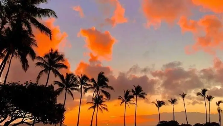 A picturesque sunset with vibrant orange and pink clouds in the sky. Silhouettes of tall palm trees stand in contrast to the colorful backdrop, conveying a serene tropical landscape perfect for experiencing the best sunset dining Oahu has to offer. Shadows of foliage enhance the tranquil ambiance.