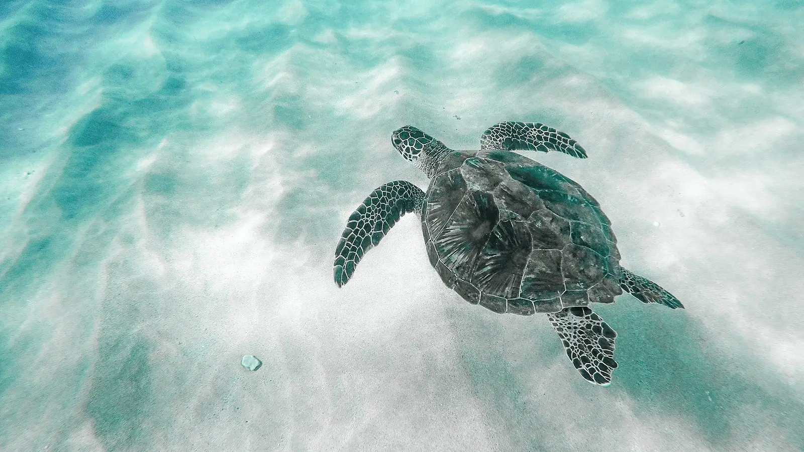 A sea turtle swims gracefully underwater, with sunlight filtering through the surface, illuminating the sandy ocean floor. The turtle's patterned shell and outstretched flippers are prominently visible as it glides through the clear turquoise water—one of the best sights while scuba diving in Maui.