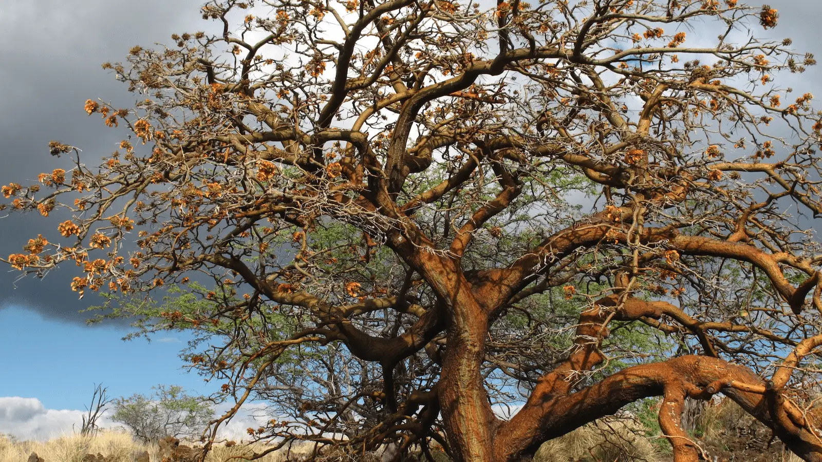 A tree with many branches, much like the varied opportunities available in "5 Ways to Volunteer on the Big Island.