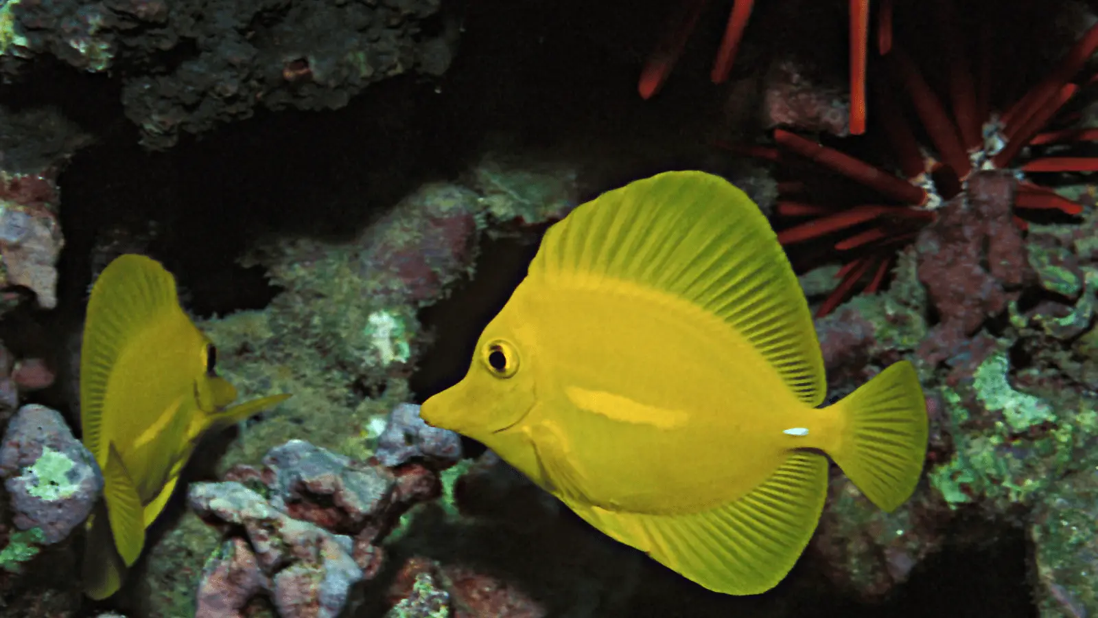 A bright yellow tang fish swims near a rocky coral reef in an aquarium, reminiscent of snorkeling on Maui. The fish has a distinctively oval shape and wide fins. The background features dark rock formations and red coral. Another yellow tang is partially visible on the left side of the image.
