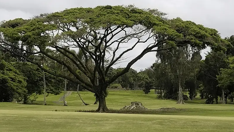 A sprawling tree with a wide canopy stands in the middle of a lush, green park, resembling the picturesque views seen in the best golf courses on the Big Island. The tree's branches spread out symmetrically, surrounded by well-maintained grassland and more trees under a cloudy sky.