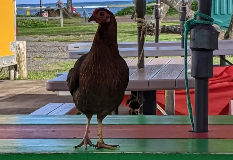 A brown chicken stands on a colorful picnic table with red, green, and teal planks. In the background, there are wooden benches, a yellow truck, and a glimpse of the ocean, green grass, and trees—a scene reminiscent of the "Eight Birds Introduced Hawaii Everyone Should Know." A red cloth is partially visible on one side of the table.