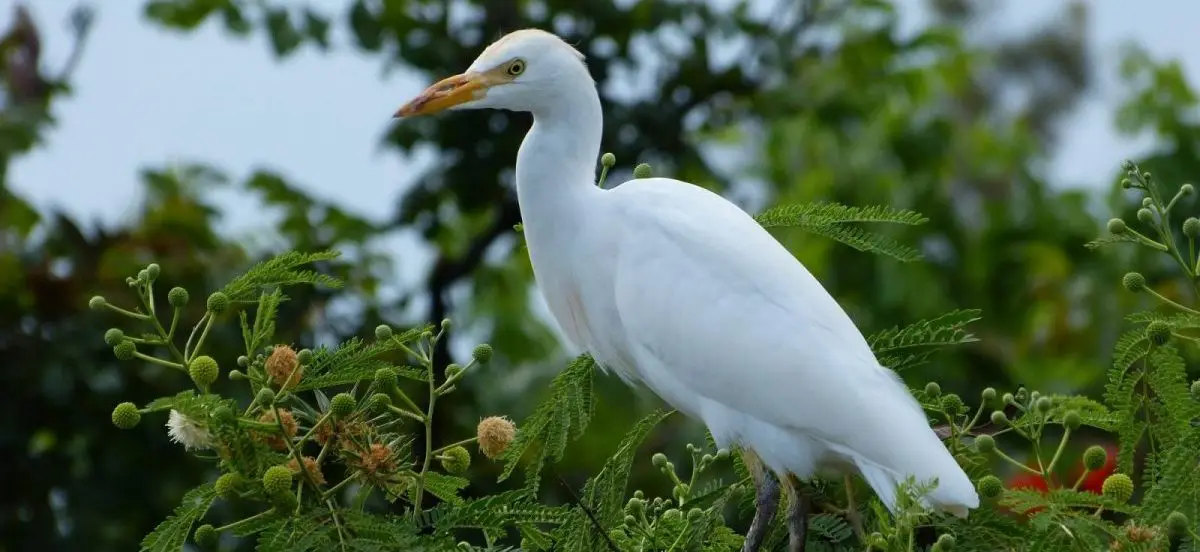 A white egret with a long orange beak stands serenely on green foliage. The background features a blurred mix of green leaves and trees, highlighting the bird's crisp, white feathers against the lush surroundings—truly one of the eight birds introduced to Hawaii everyone should know.