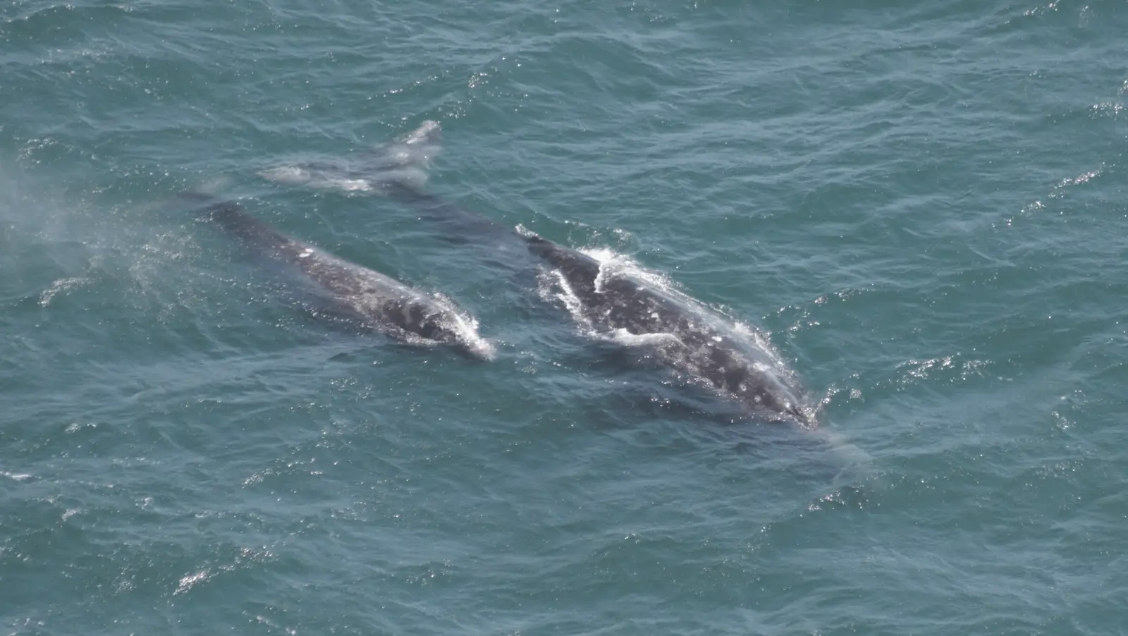 Aerial view of two gray whales swimming close to each other in the ocean. The water is a clear, deep blue, and the sunlight reflects off the gray whales' wet skin, highlighting their textures and patterns.