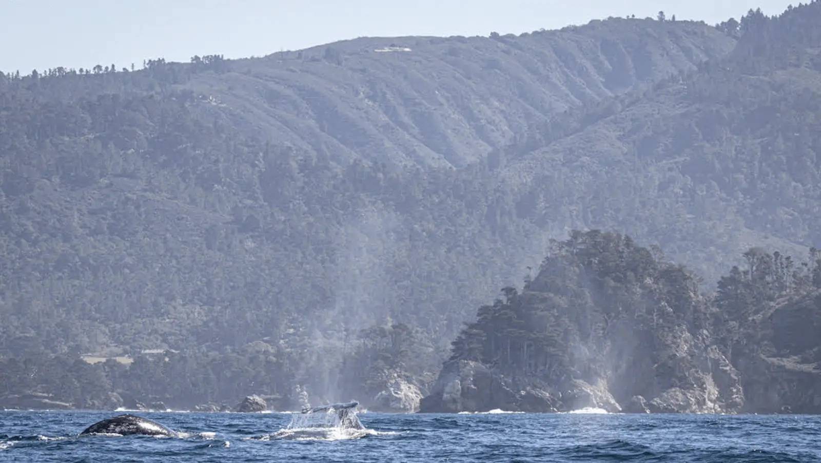 Humpback and gray whales appear off the coast of Big Sur, California, with water spouts visible against a backdrop of forested hills and cliffs. The serene scene captures their presence in the blue ocean waters under a clear sky.