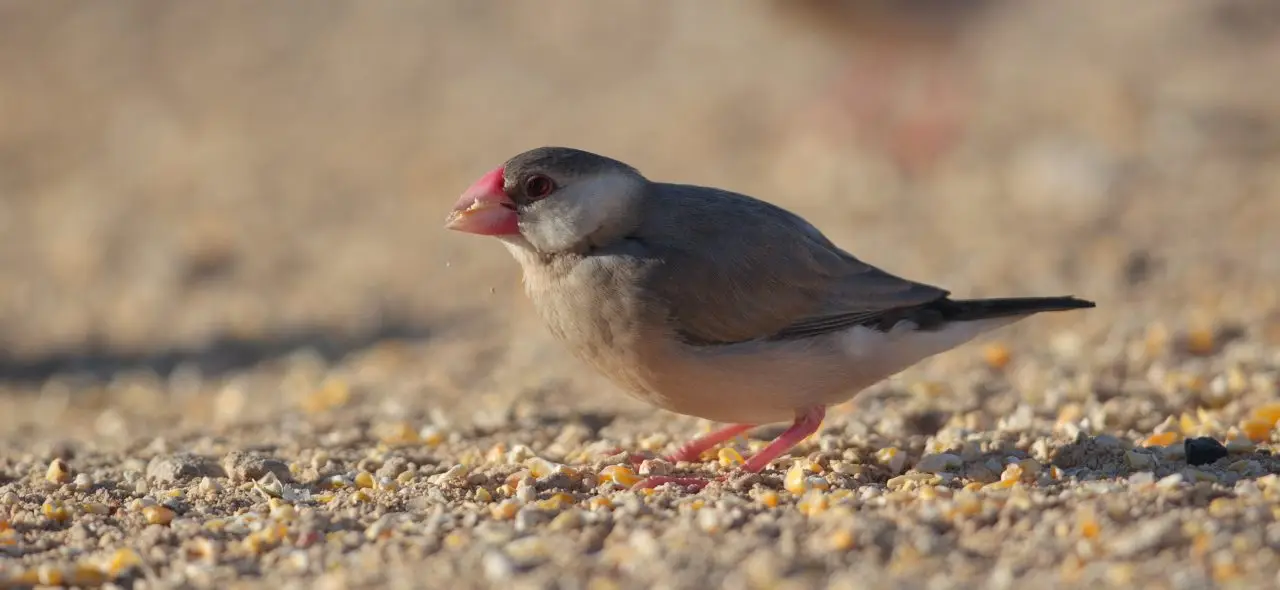 A small bird with a grey back and head, white belly, and pink bill and legs is standing on a sandy surface scattered with small pebbles and seeds. This charming creature is one of the eight birds introduced to Hawaii that everyone should know. The background is blurred, suggesting a shallow depth of field.
