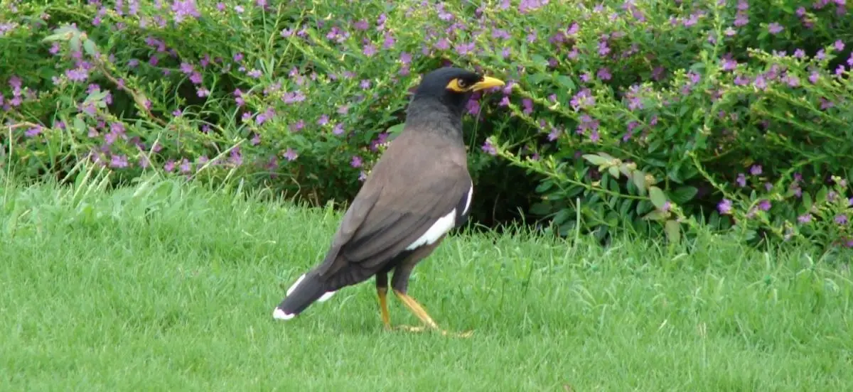A common myna bird, one of the eight birds introduced in Hawaii that everyone should know, stands on green grass with vibrant purple flowers and dense green foliage in the background. The bird has dark brown plumage, a black head, yellow eye patches, and a distinct yellow beak. The scene is bright and natural.