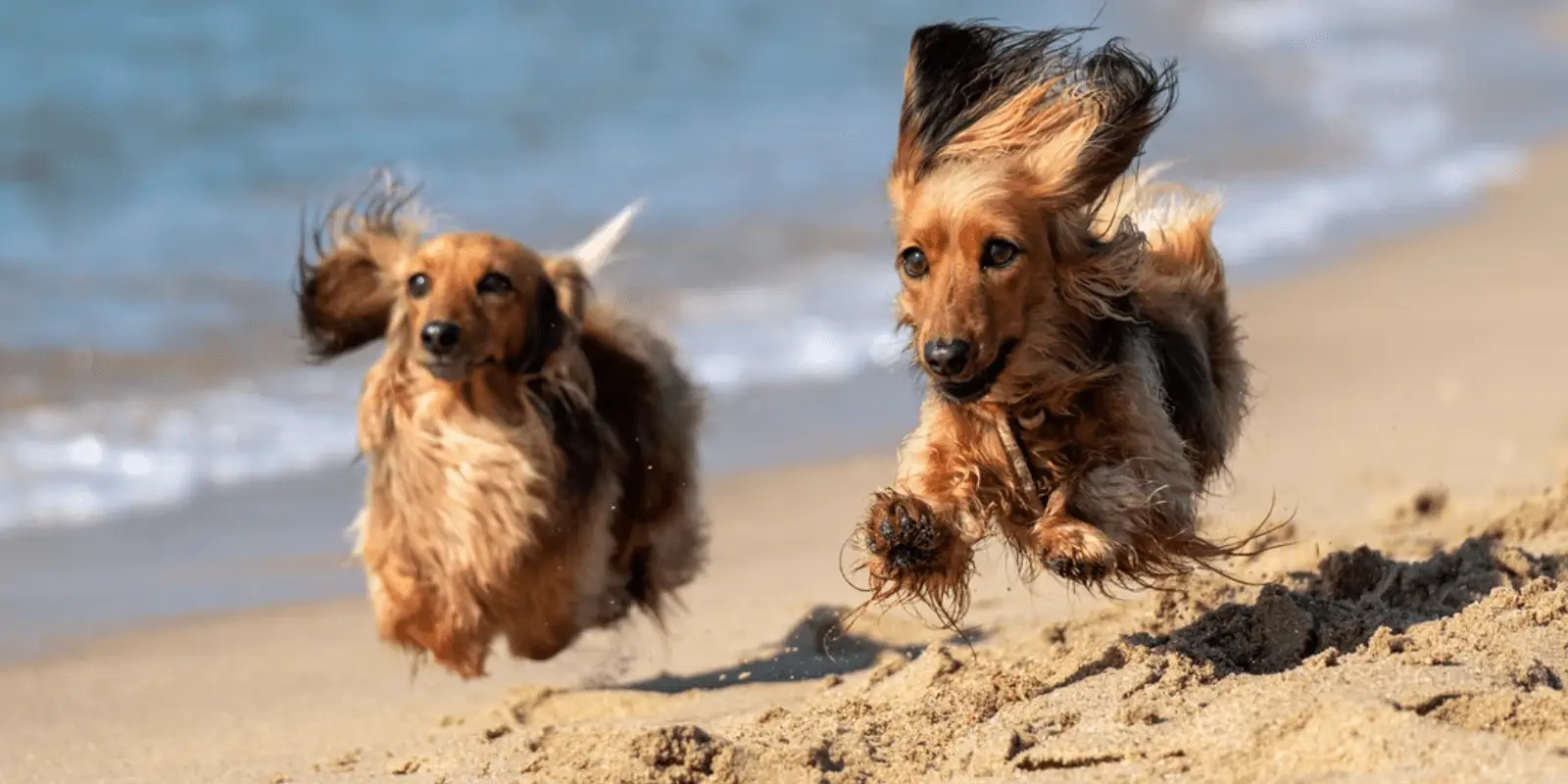 Two long-haired Dachshunds with flowing fur joyfully run on a sandy beach by the ocean, their ears flapping in the wind. The sea and waves are visible in the background, capturing a playful and carefree moment that embodies perfect local getaways.