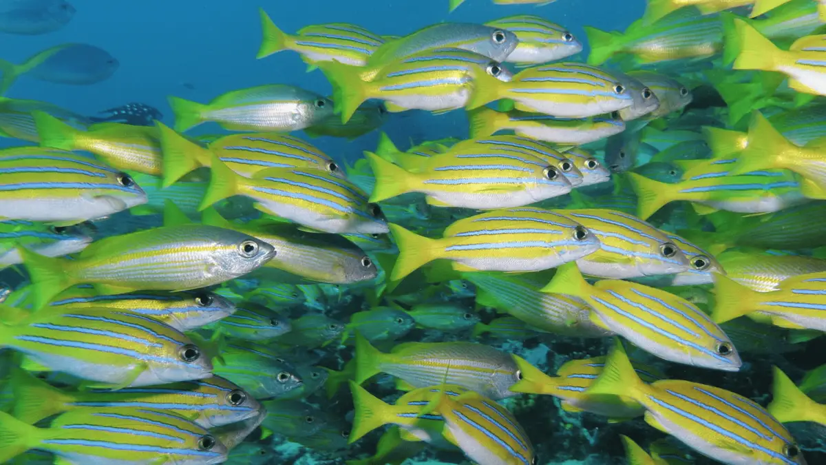 A large school of yellow and blue striped fish swim together in clear blue water. The fish are closely packed, moving in unison over a rocky sea bed, creating an intricate pattern reminiscent of the vibrant seafood dishes that define Hawaiian culture.