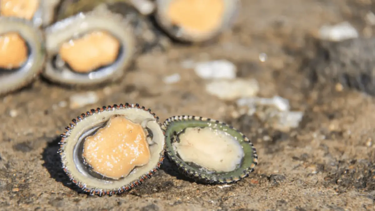 Close-up of two limpet shells on a rock, one of which is turned over to reveal the orange and white interior. Several other limpets are partially visible in the background, also on the rocky surface. These sea treasures are reminiscent of the diverse seafood that defines Hawaiian culture.