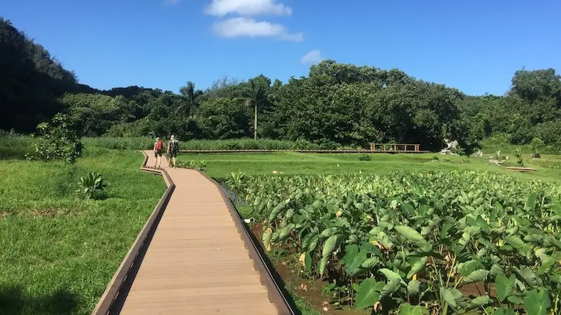A wooden boardwalk stretches through a lush green landscape with tall trees and plants on either side, reflecting the natural beauty Malama Kaua'i aims to preserve. A few people are seen walking on the boardwalk under a clear blue sky.