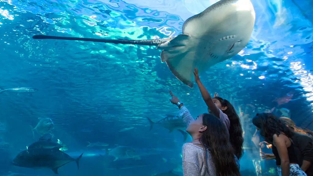 Several people, including a child and a woman, inside an underwater tunnel at Maui Ocean Center, pointing upward to a large stingray swimming overhead. Other marine creatures swim around against a backdrop of blue water, making you feel like you've stepped into Hawaii's oceanic home.