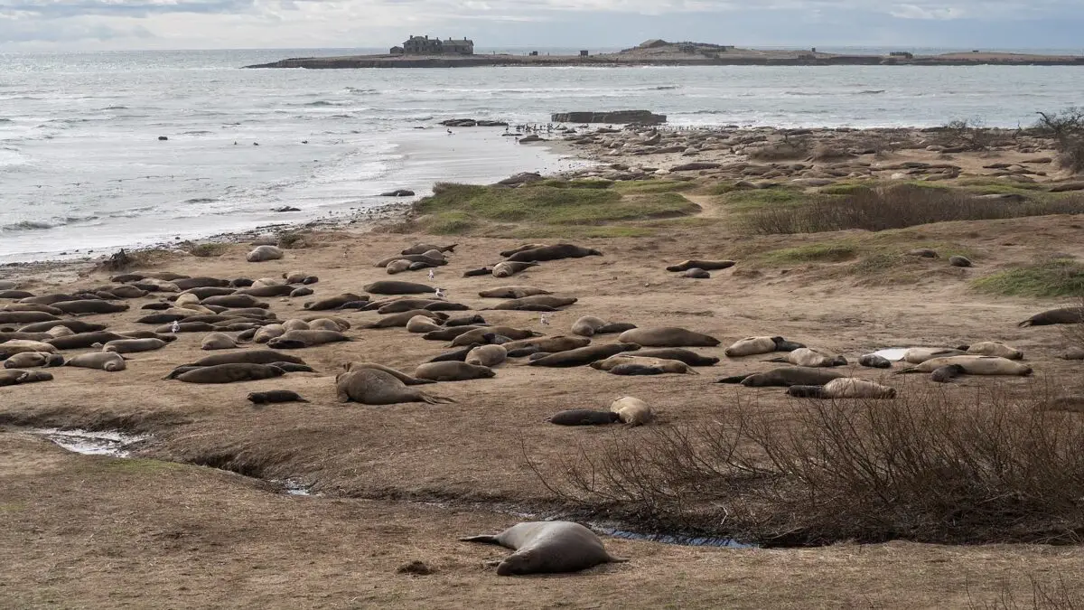 A coastal scene featuring numerous seals resting on a sandy beach with patches of grass. The ocean is visible in the background, with waves gently lapping the shore. In the distance, a small, rocky island with a lone structure on it evokes memories of Bay Area Backroads’ Doug McConnell adventures.