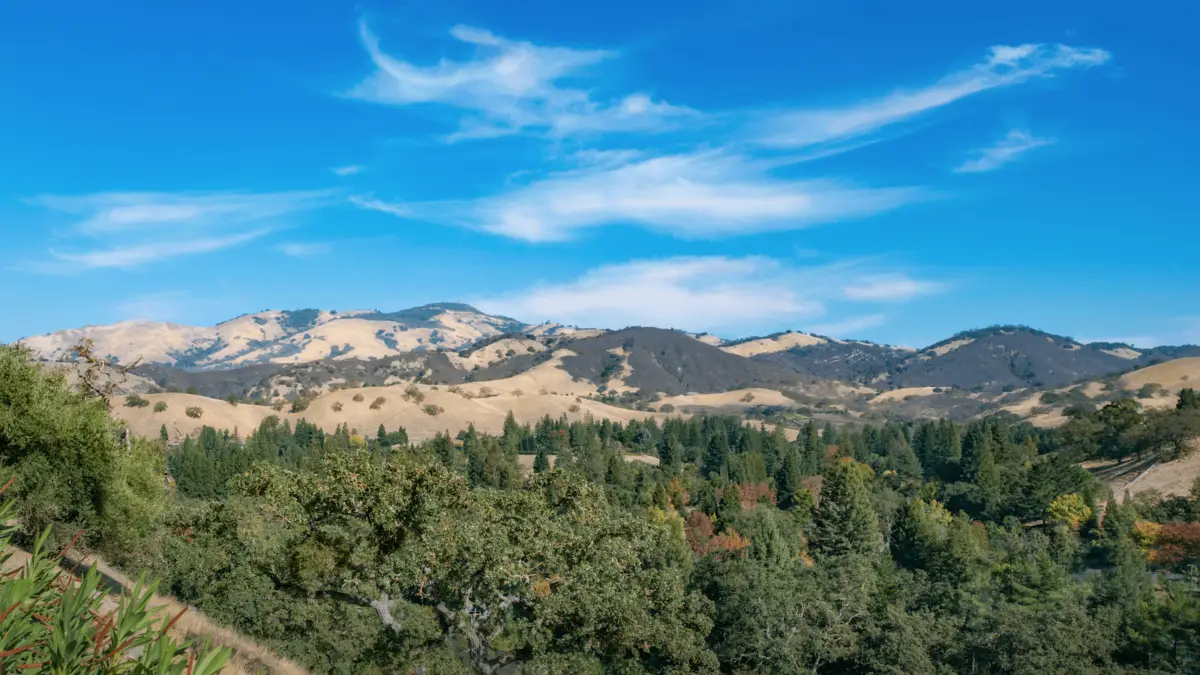 A scenic view of a landscape with rolling hills under a bright blue sky with a few wispy clouds, reminiscent of an adventure led by King of the Road Doug McConnell. The hills are a mix of tan and green colors, and a dense forest of evergreen trees is visible in the foreground.